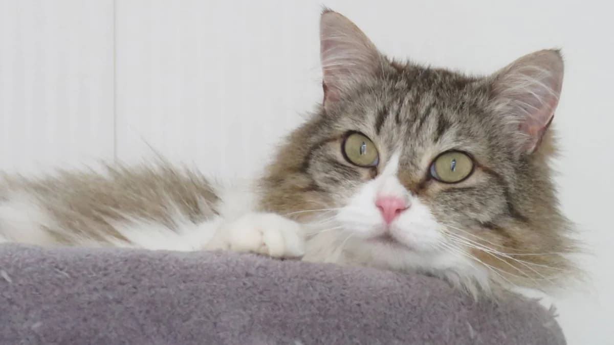 KINDER, female senior Mixed Breed for adoption at SPA Chilleurs-aux-Bois, Chilleurs