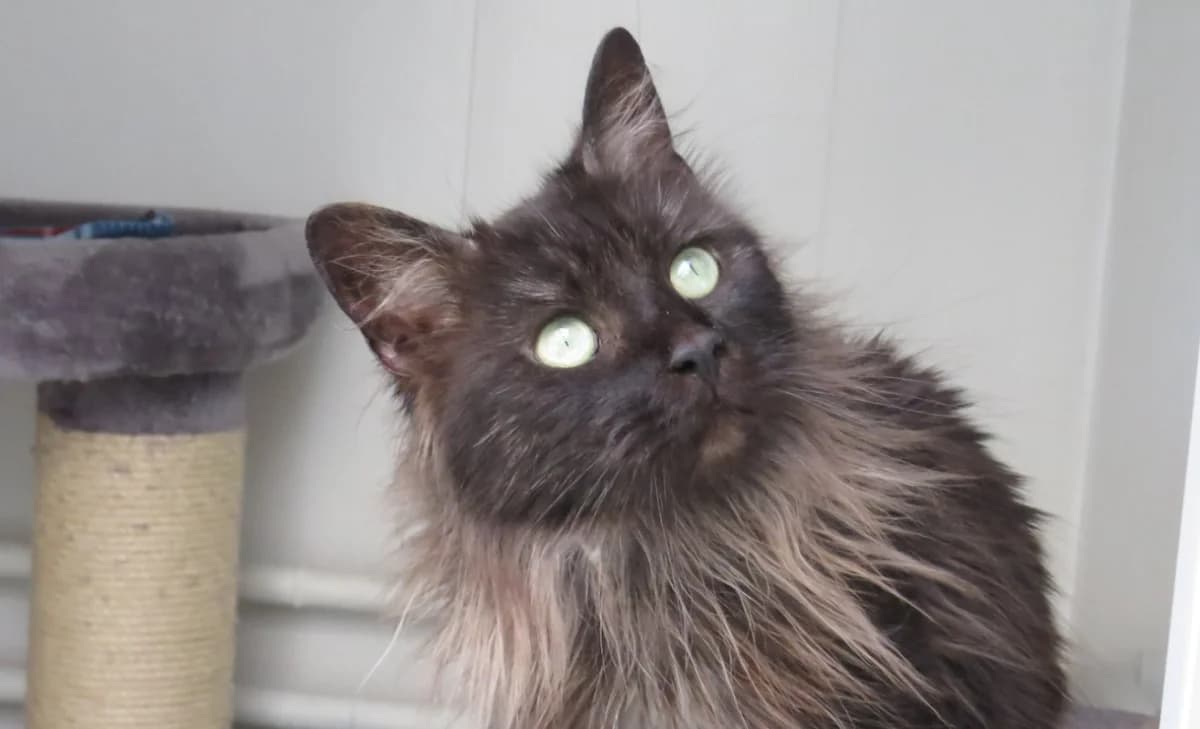 SAKURA, female 4yo Mixed Breed for adoption at SPA Chilleurs-aux-Bois, Chilleurs
