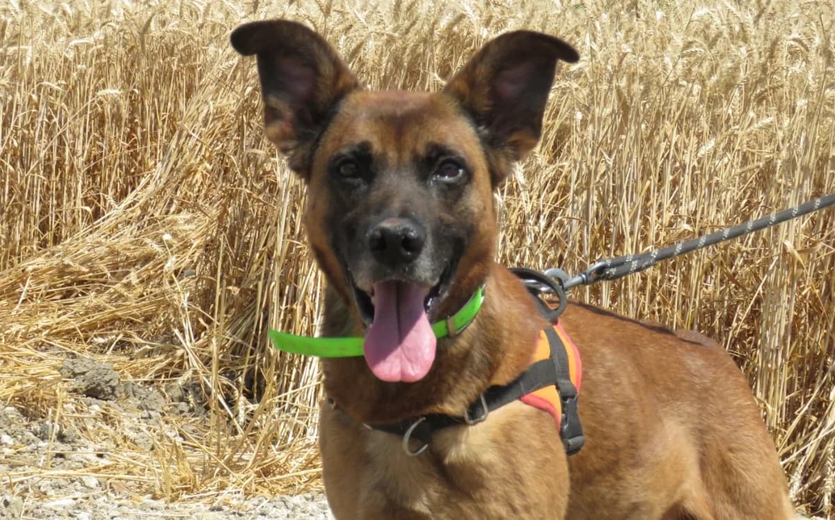 NARKOSS, male 7yo German Shepherd for adoption at SPA Chilleurs-aux-Bois, Chilleurs