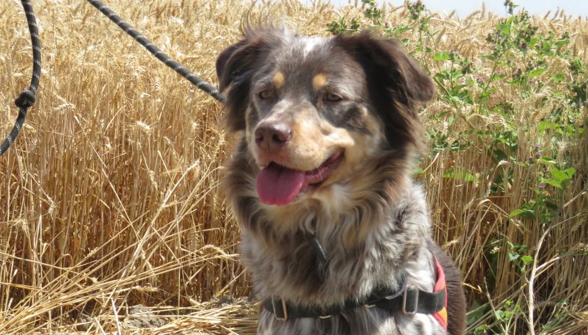 PHOEBE, female 4yo Australian Shepherd for adoption at SPA Chilleurs-aux-Bois, Chilleurs