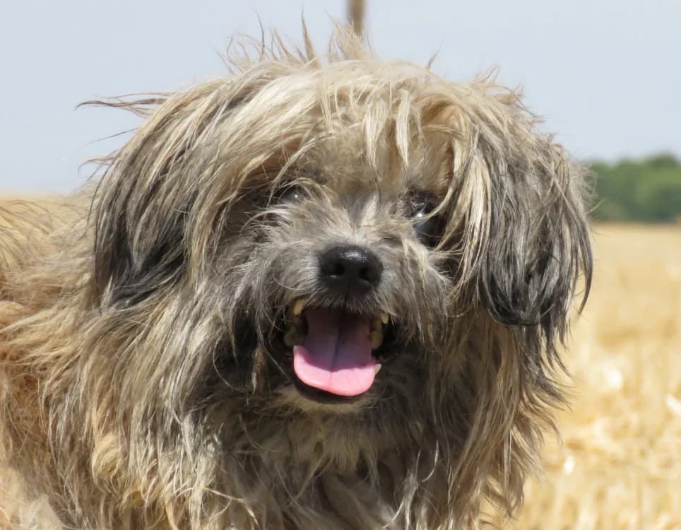 BEBE, male senior Shih Tzu for adoption at SPA Chilleurs-aux-Bois, Chilleurs