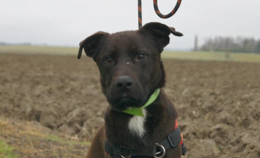 RINGO, male 7yo Labrador Retriever for adoption at SPA Chilleurs-aux-Bois, Chilleurs