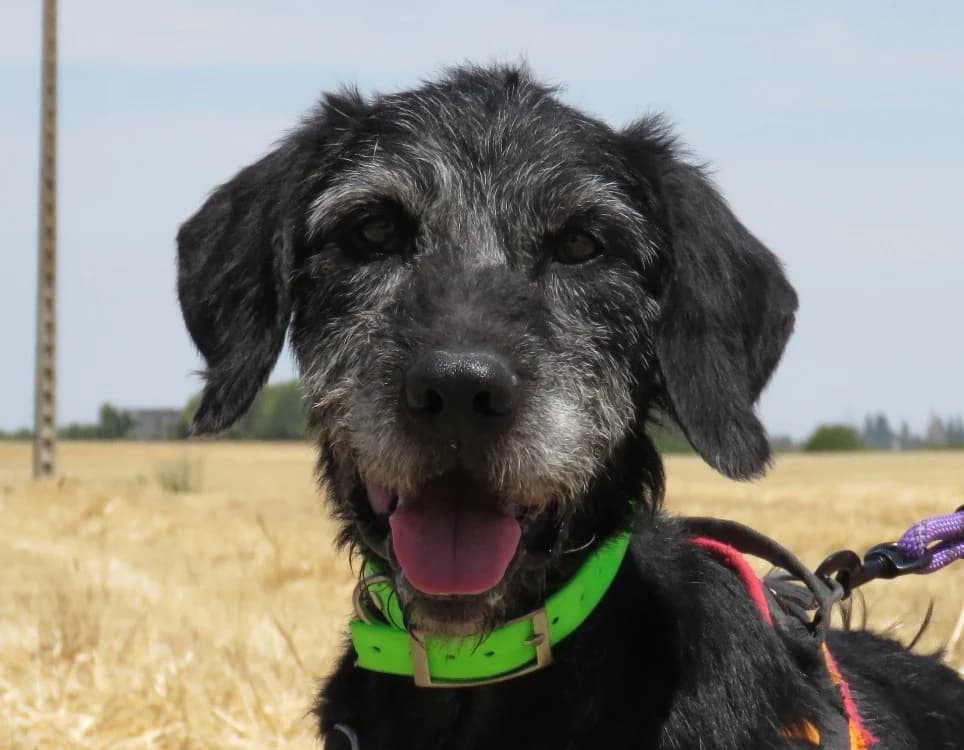 BLAKY, male senior Mixed Breed for adoption at SPA Chilleurs-aux-Bois, Chilleurs