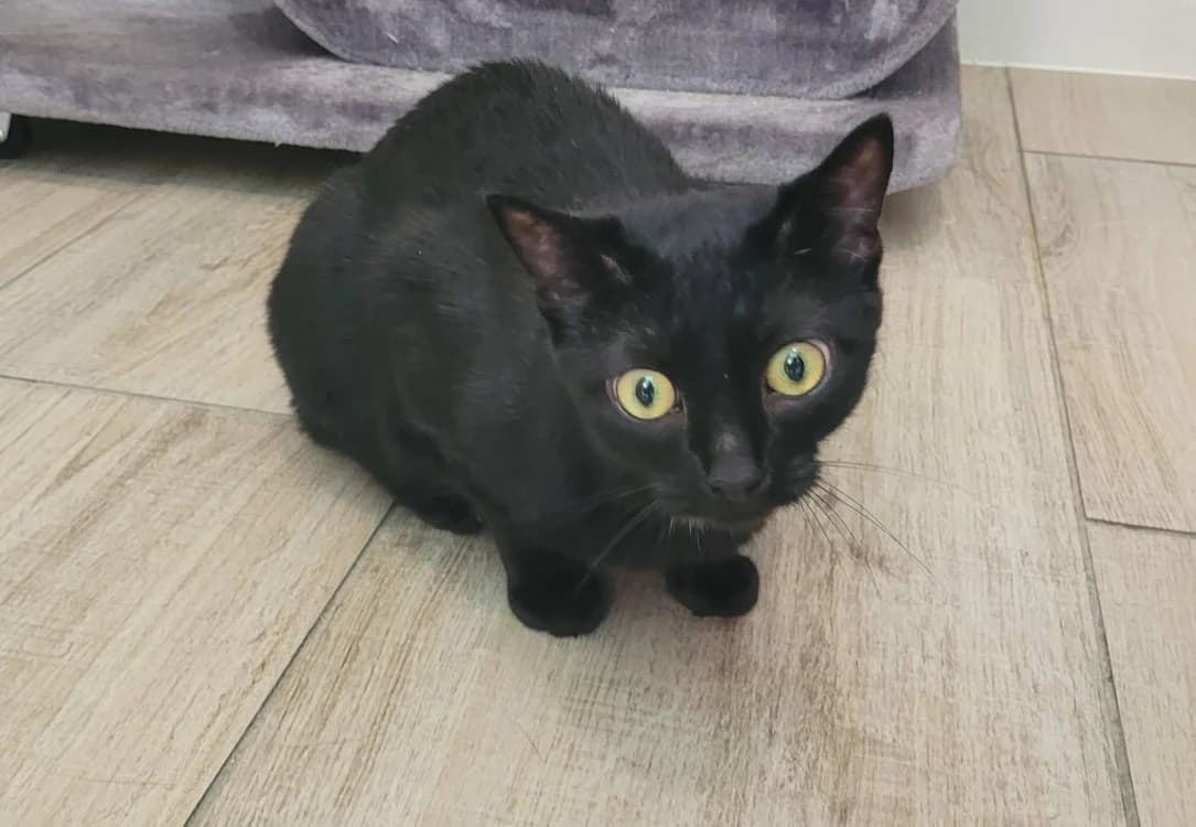 TCHALA, female 5yo Mixed Breed for adoption at SPA Chilleurs-aux-Bois, Chilleurs