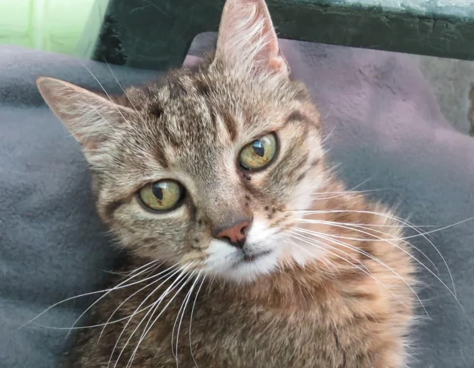 VAIANA, female senior Mixed Breed for adoption at SPA Chilleurs-aux-Bois, Chilleurs
