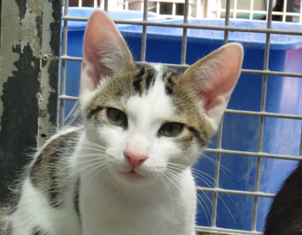 TIGROU, male mixed breed for adoption at SPA Chilleurs-aux-Bois, Chilleurs