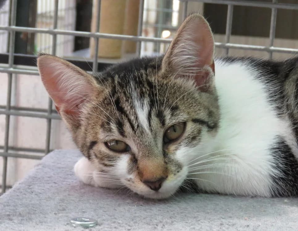 ALBUS, female Mixed Breed for adoption at SPA Chilleurs-aux-Bois, Chilleurs