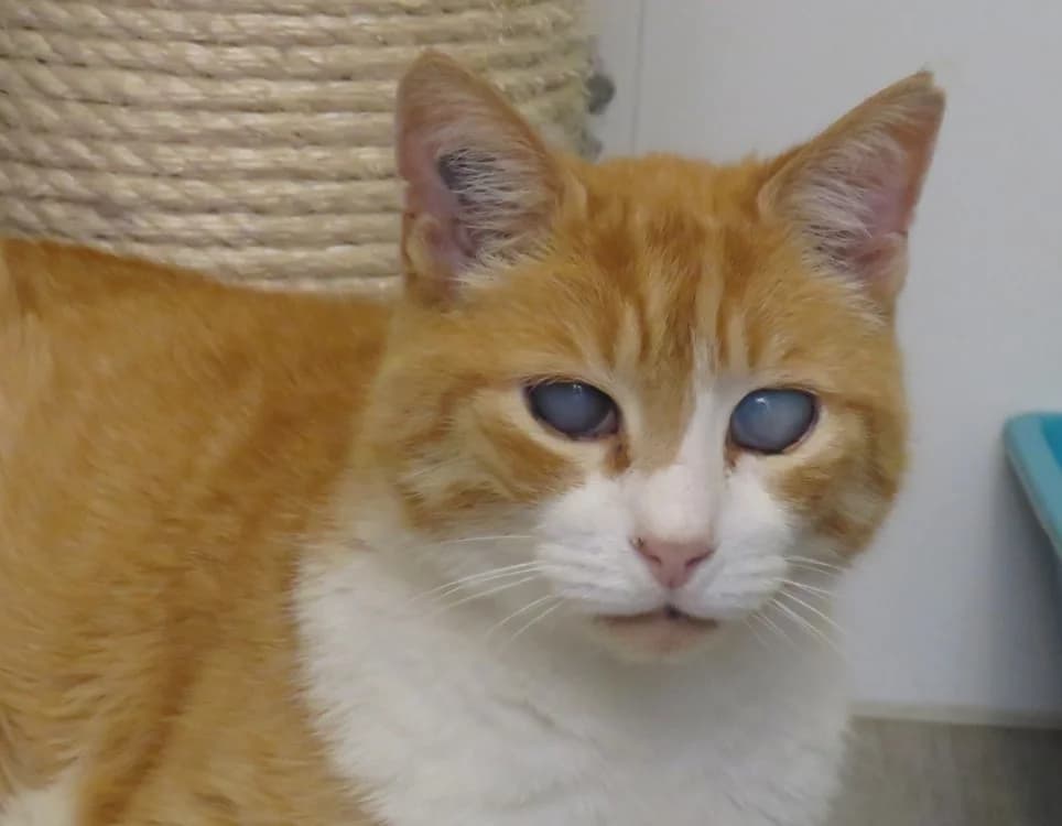 RON, male senior mixed breed for adoption at SPA Chilleurs-aux-Bois, Chilleurs