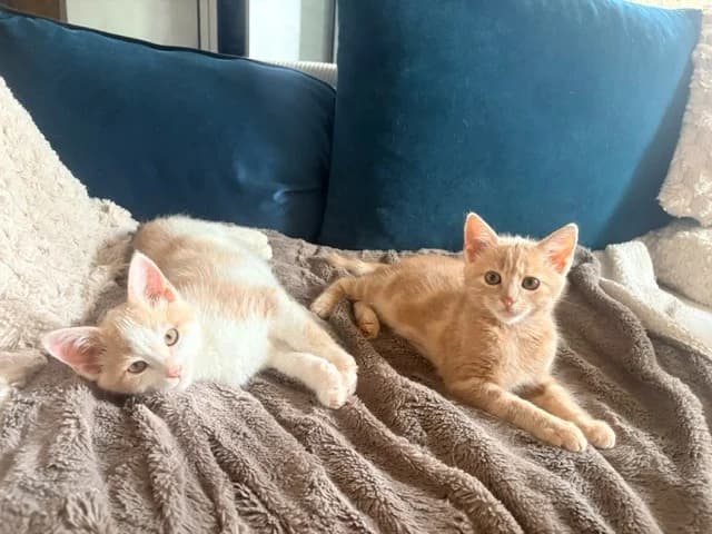 NUAGE, male mixed breed for adoption at SPA Chilleurs-aux-Bois, Chilleurs