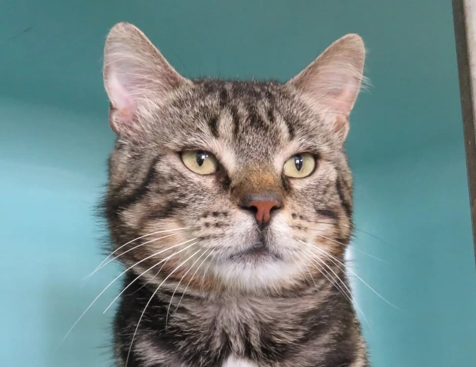 VAGABOND, male 5yo Mixed Breed for adoption at SPA Chilleurs-aux-Bois, Chilleurs