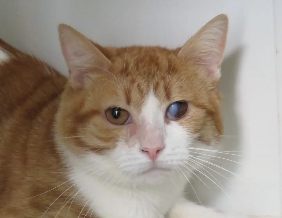 CARAMELO, male 4yo Mixed Breed for adoption at SPA Chilleurs-aux-Bois, Chilleurs