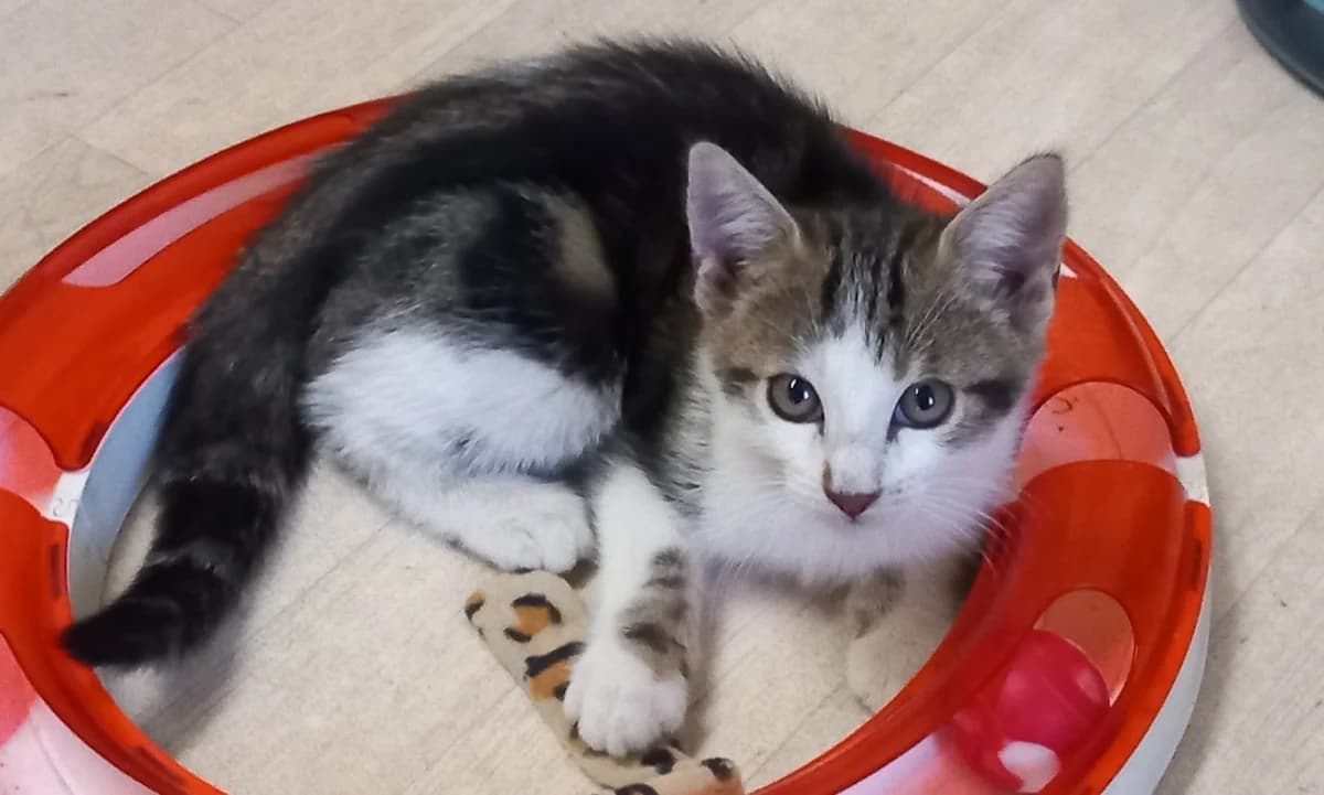 OMICRON, male puppy Mixed Breed for adoption at SPA Chilleurs-aux-Bois, Chilleurs