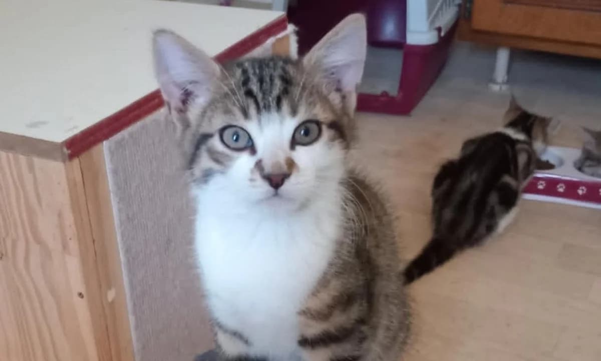 LAMBDA, Mixed Breed (SPA Chilleurs-aux-Bois)
