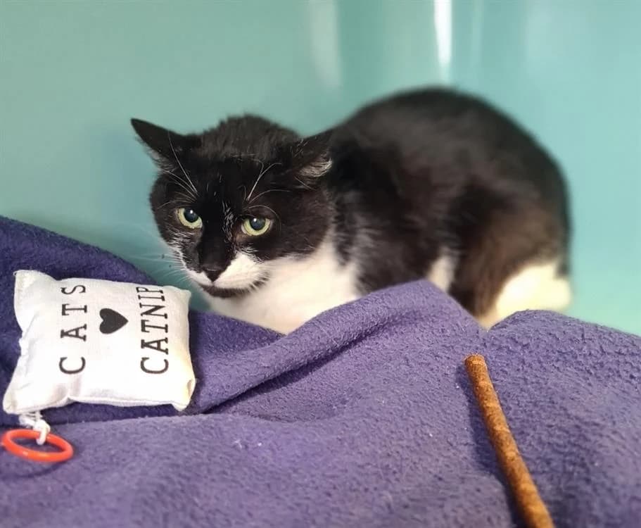 LINA, female senior Mixed Breed for adoption at SPA Chilleurs-aux-Bois, Chilleurs