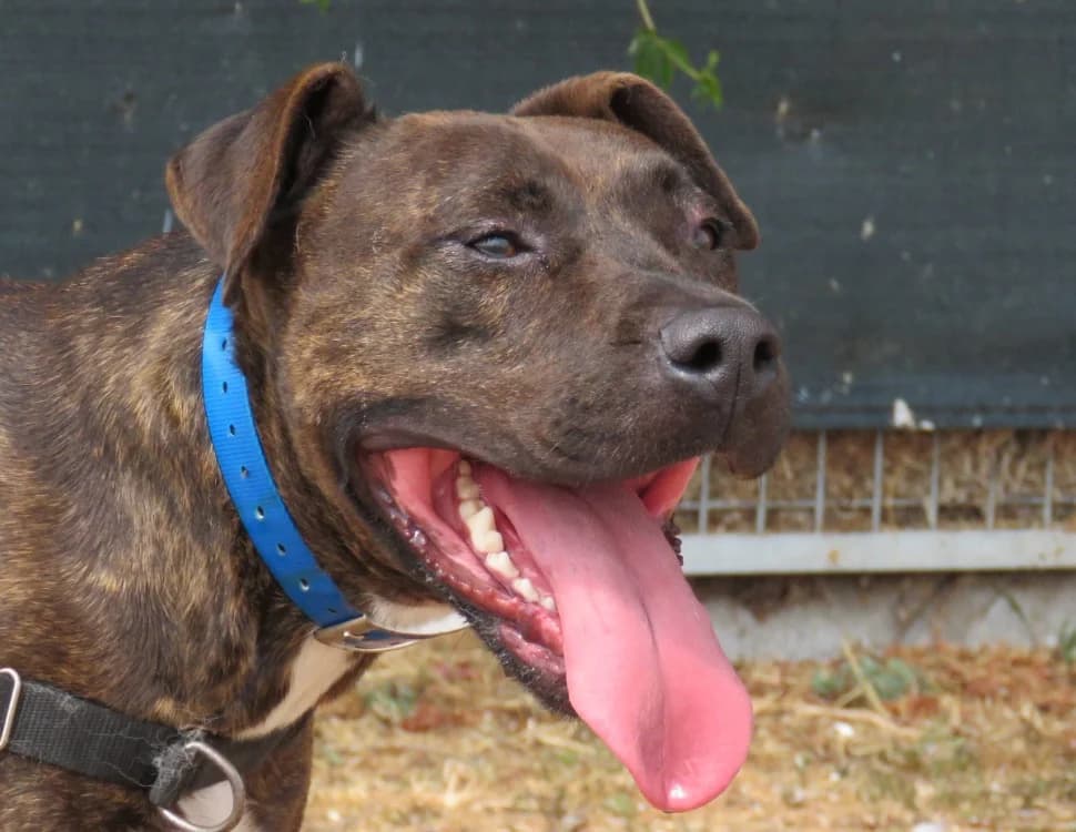 COOPER, male 4yo mixed breed for adoption at SPA Chilleurs-aux-Bois, Chilleurs
