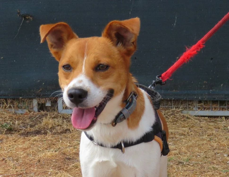 BOLT, male 3yo mixed breed for adoption at SPA Chilleurs-aux-Bois, Chilleurs
