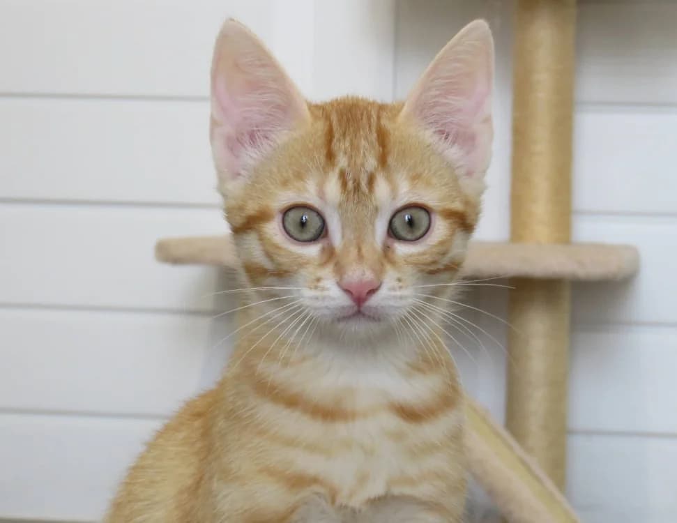 ARPAGON, male Mixed Breed for adoption at SPA Chilleurs-aux-Bois, Chilleurs