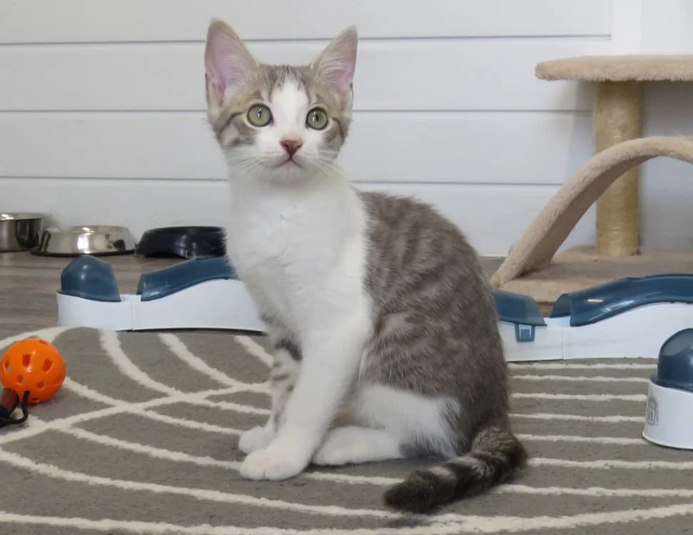 ARMONY, Mixed Breed (SPA Chilleurs-aux-Bois)