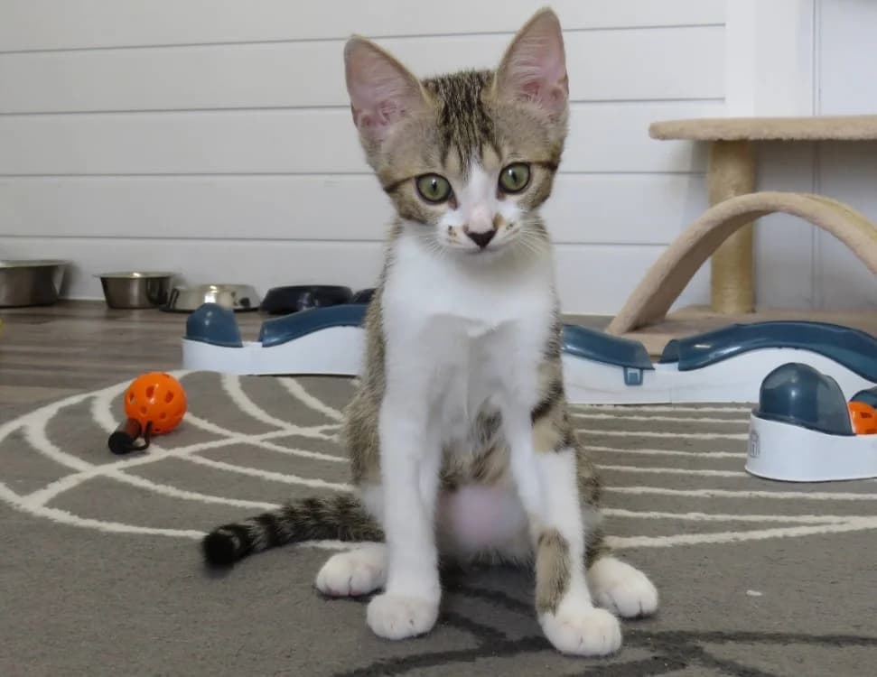 ALTAYA, Mixed Breed (SPA Chilleurs-aux-Bois)