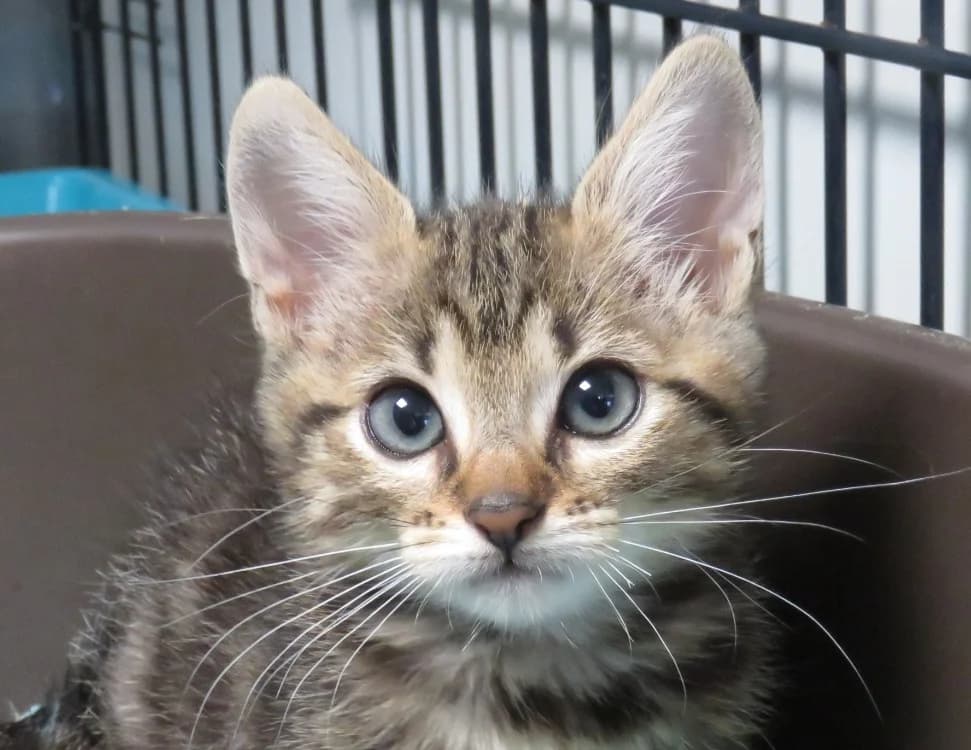 Splash, male Mixed Breed for adoption at SPA Vitré, Vitre