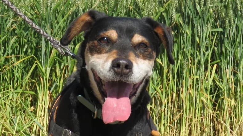 JUMP, male senior Beagle for adoption at SPA Chilleurs-aux-Bois, Chilleurs
