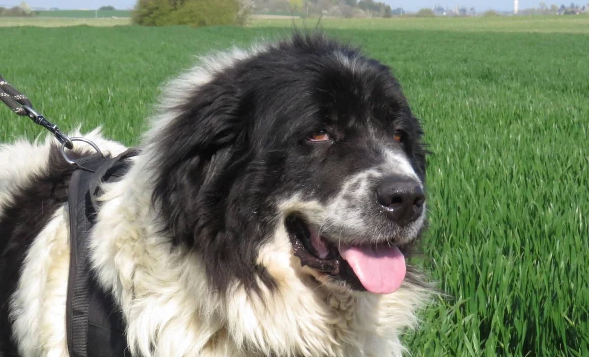 PEPSY, female 7yo Mixed Breed for adoption at SPA Chilleurs-aux-Bois, Chilleurs