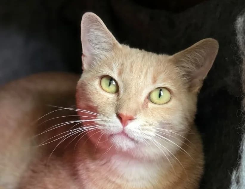 LUMIERE, female young Mixed Breed for adoption at SPA Chilleurs-aux-Bois, Chilleurs