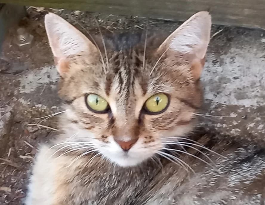 ASPEN, female young Mixed Breed for adoption at SPA Chilleurs-aux-Bois, Chilleurs
