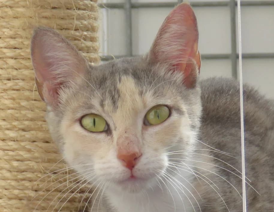 MOUSS, female young Mixed Breed for adoption at SPA Chilleurs-aux-Bois, Chilleurs