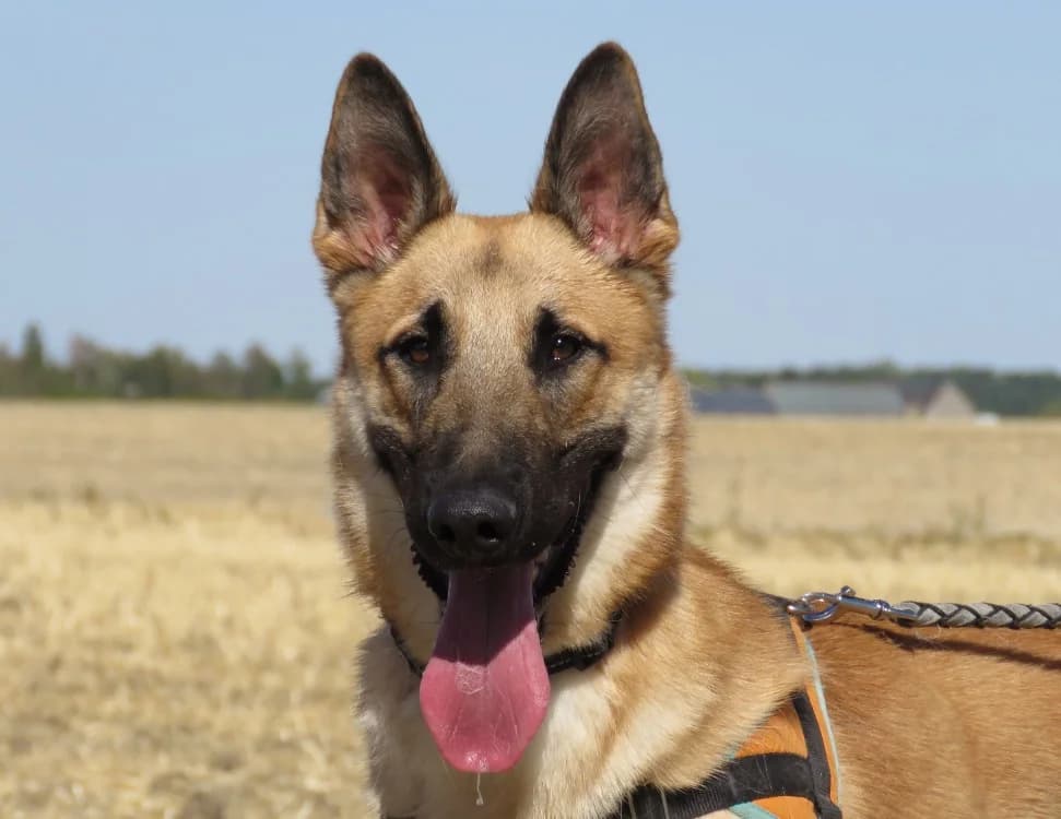 ATLAS, male young Mixed Breed for adoption at SPA Chilleurs-aux-Bois, Chilleurs
