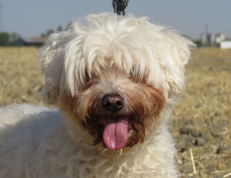 IPSO, male senior Bichon Frisé for adoption at SPA Chilleurs-aux-Bois, Chilleurs