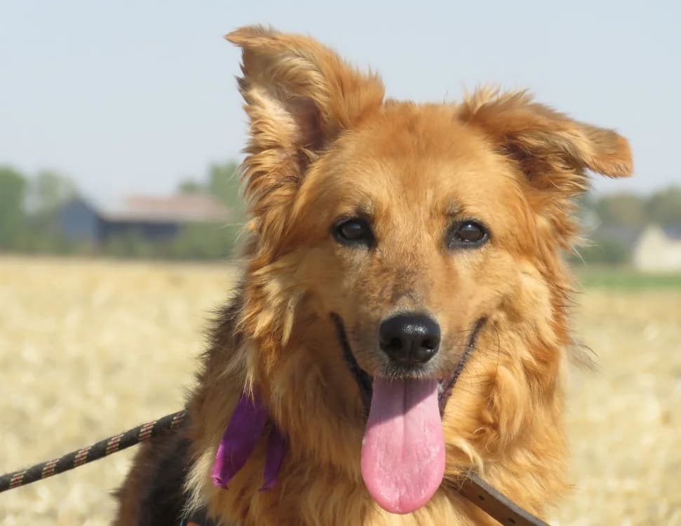 DIVA, female senior German Shepherd for adoption at SPA Chilleurs-aux-Bois, Chilleurs