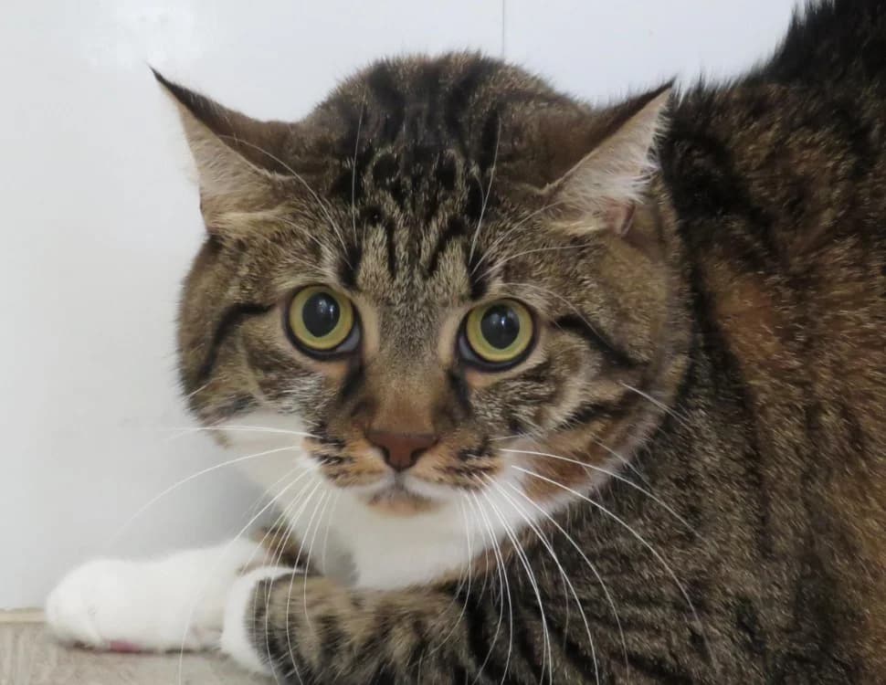 FIDJI, female 7yo Mixed Breed for adoption at SPA Chilleurs-aux-Bois, Chilleurs