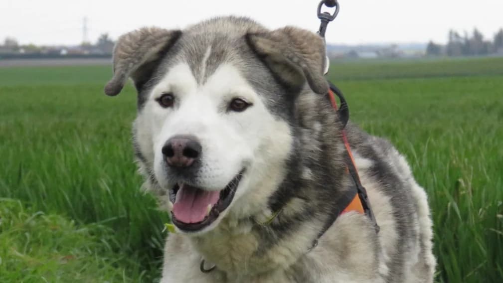 NYUK, male senior Labrador Retriever for adoption at SPA Chilleurs-aux-Bois, Chilleurs