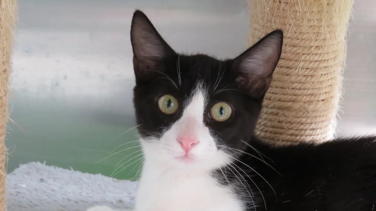 KYPYKO, male Mixed Breed for adoption at SPA Chilleurs-aux-Bois, Chilleurs