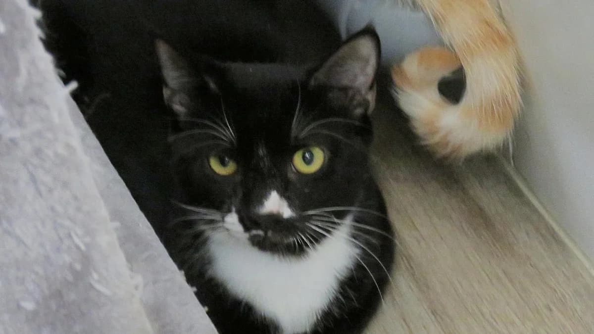 MIKADO, male Mixed Breed for adoption at SPA Chilleurs-aux-Bois, Chilleurs