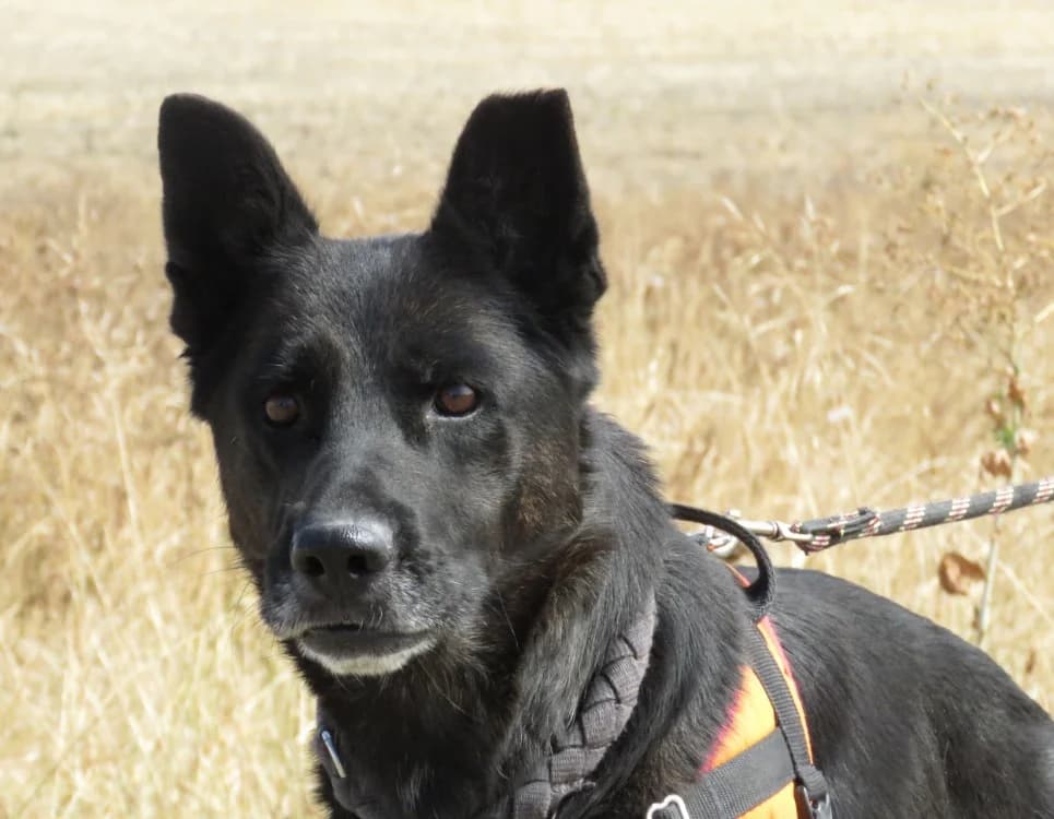 HINA, female 5yo Mixed Breed for adoption at SPA Chilleurs-aux-Bois, Chilleurs