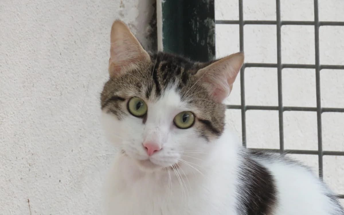 JAY, male young Mixed Breed for adoption at SPA Chilleurs-aux-Bois, Chilleurs