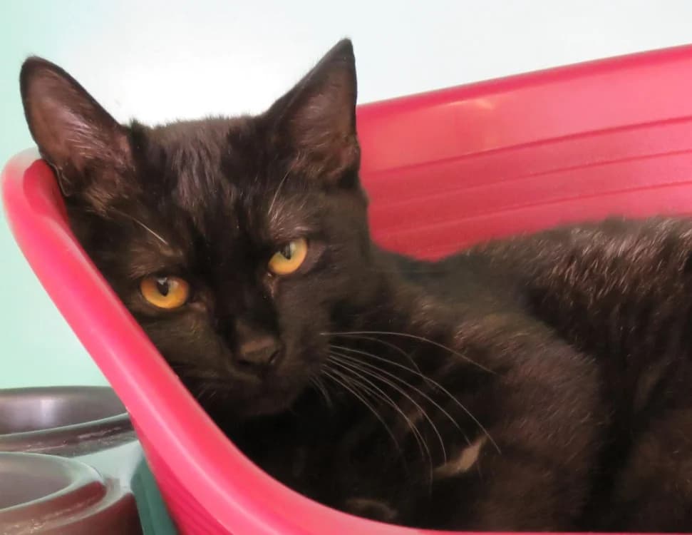 ISIS, female Mixed Breed for adoption at SPA Chilleurs-aux-Bois, Chilleurs