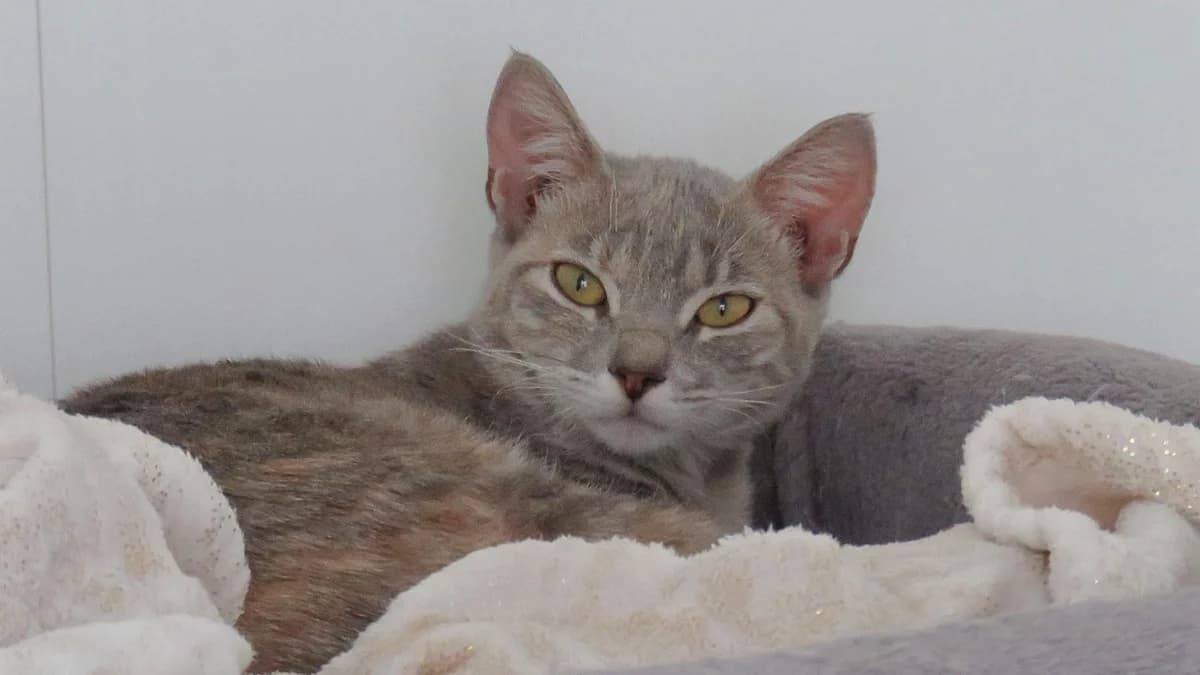 BELLA, female Mixed Breed for adoption at SPA Chilleurs-aux-Bois, Chilleurs