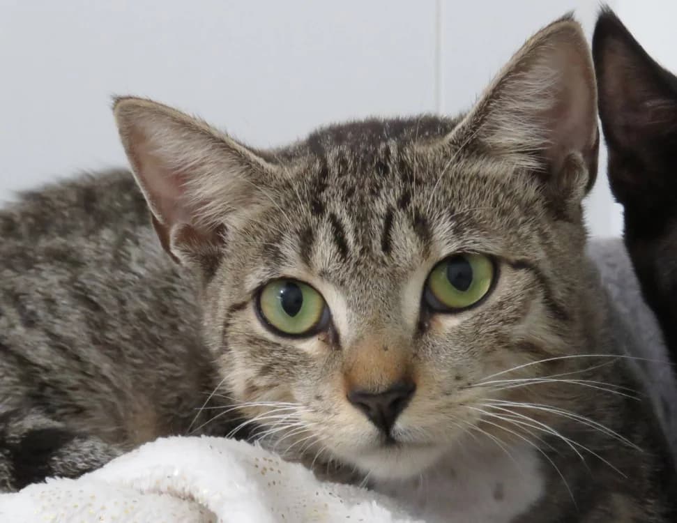 BULLE, female Mixed Breed for adoption at SPA Chilleurs-aux-Bois, Chilleurs