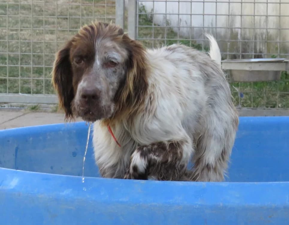 OSUNA, female 5yo English Setter for adoption at SPA Chilleurs-aux-Bois, Chilleurs