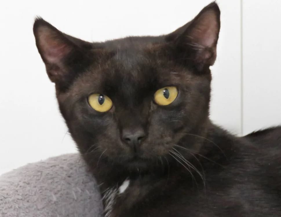BAGHERA, male Mixed Breed for adoption at SPA Chilleurs-aux-Bois, Chilleurs