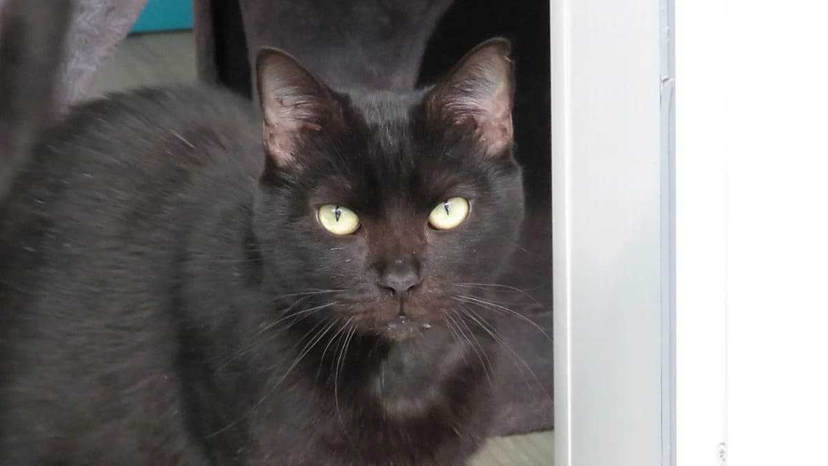 RAFALE, male 3yo Mixed Breed for adoption at SPA Chilleurs-aux-Bois, Chilleurs