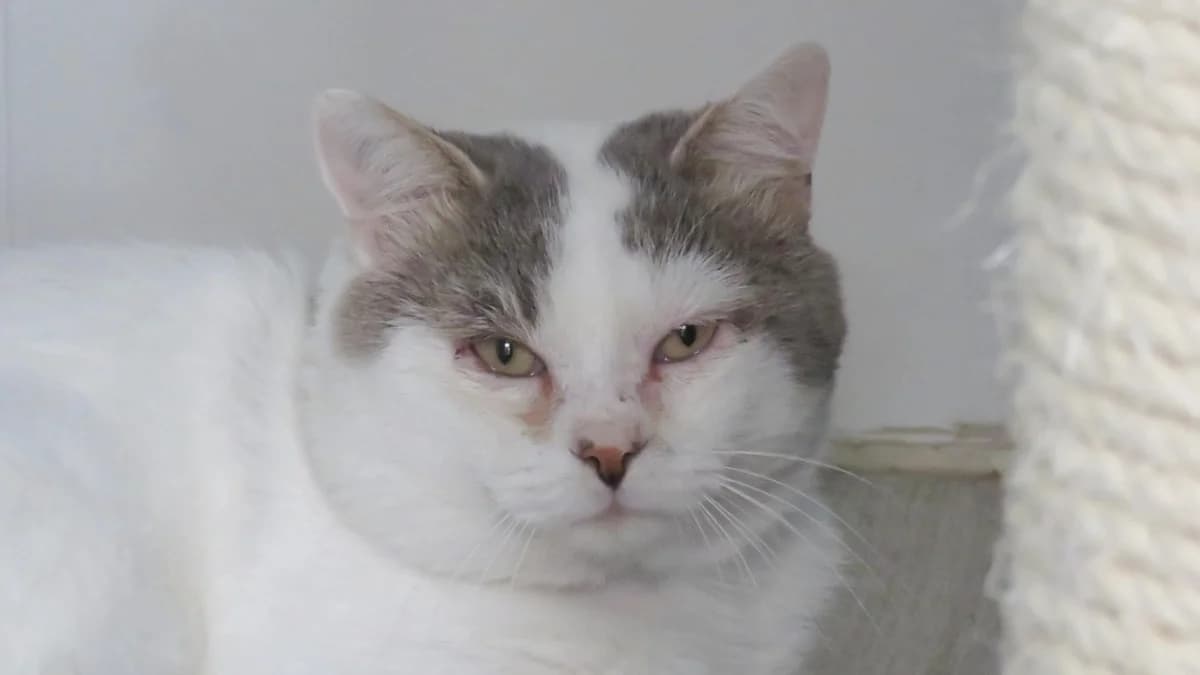 TALOS, male 5yo Mixed Breed for adoption at SPA Chilleurs-aux-Bois, Chilleurs