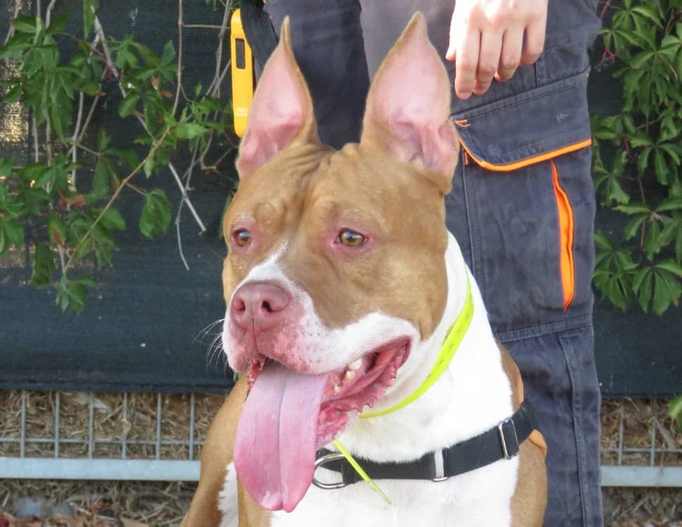 NALA, female young Mixed Breed for adoption at SPA Chilleurs-aux-Bois, Chilleurs