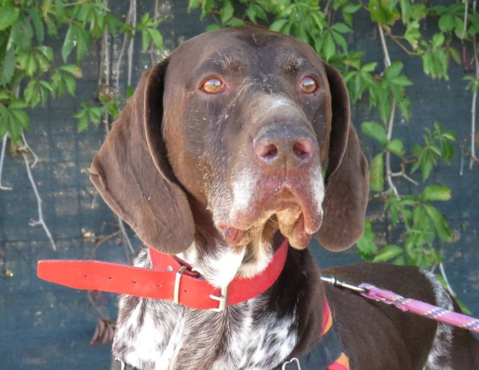 NEILL, male senior German Shorthaired Pointer for adoption at SPA Chilleurs-aux-Bois, Chilleurs