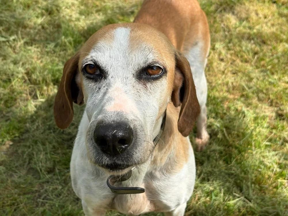 Opale, female senior mixed breed for adoption at SPA Cholet, Cholet