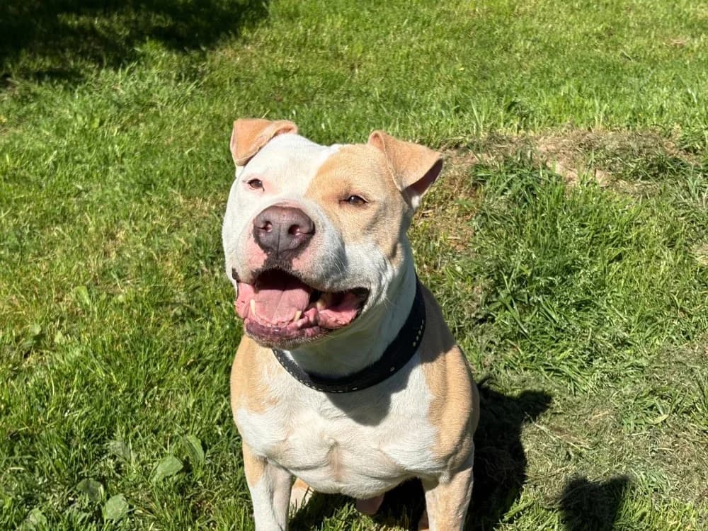 Nayron, male senior mixed breed for adoption at SPA Cholet, Cholet