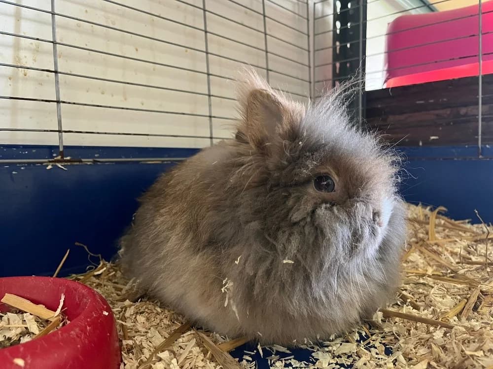 Jody, female mixed breed for adoption at SPA Cholet, Cholet